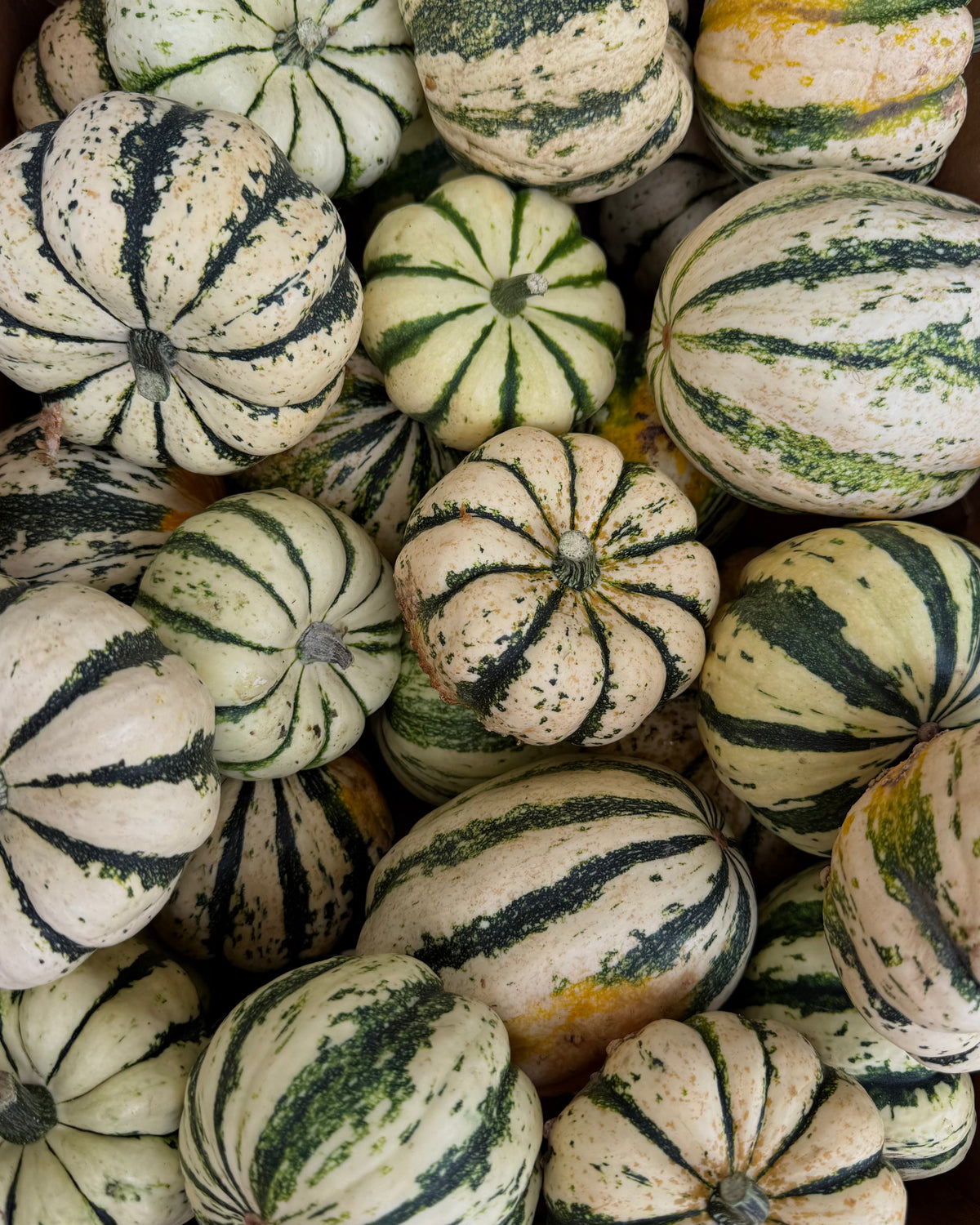 November produce from Southern California farms in a Market Mama box in Los Angeles