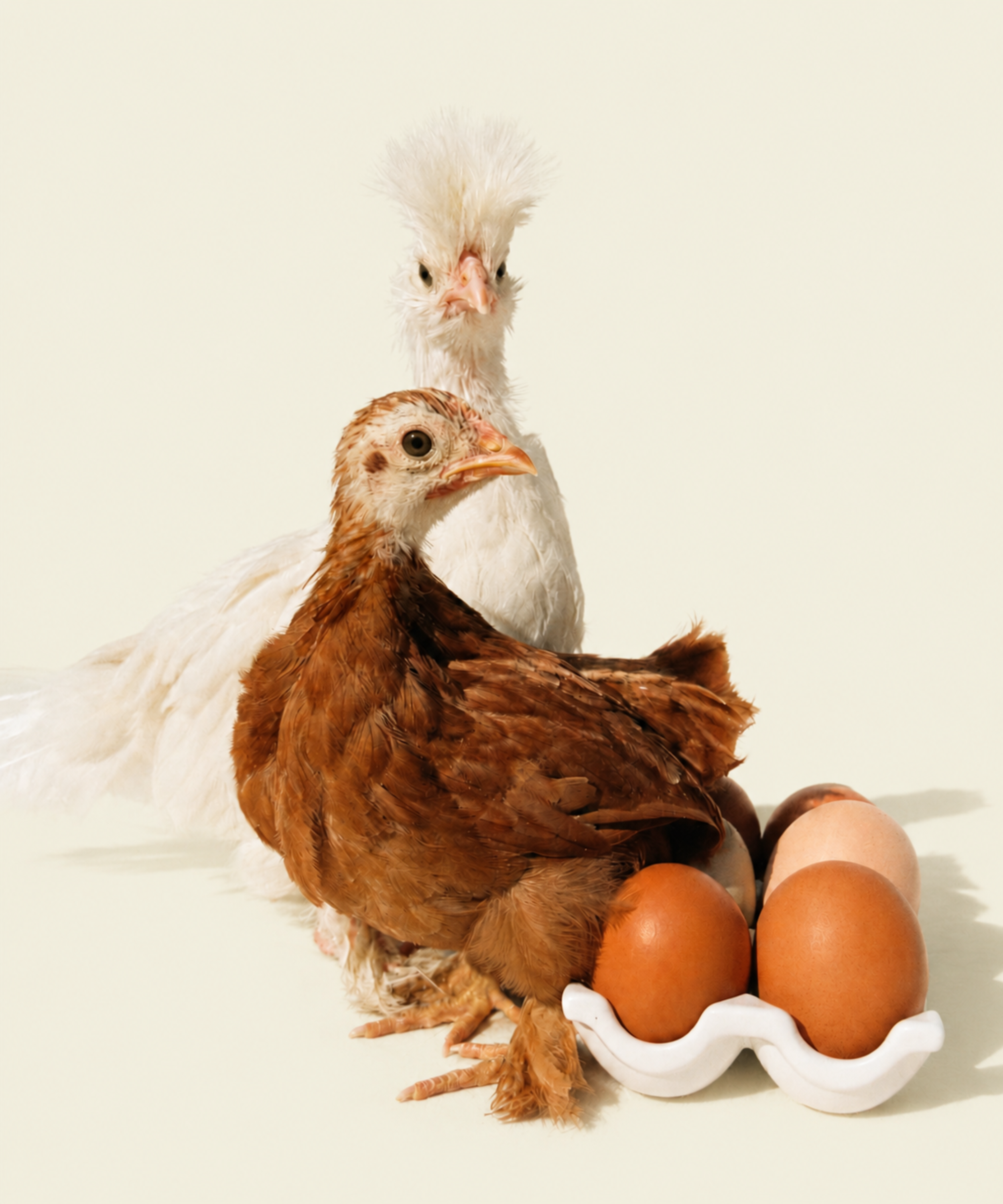 Local Heirloom Eggs (6)