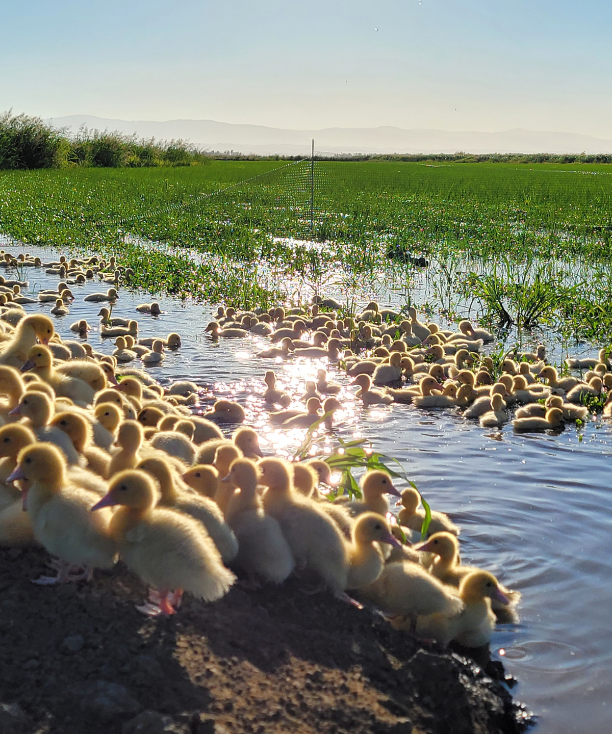 Ducks grazing in organic California Calrose rice fields at Lopes Family Farms