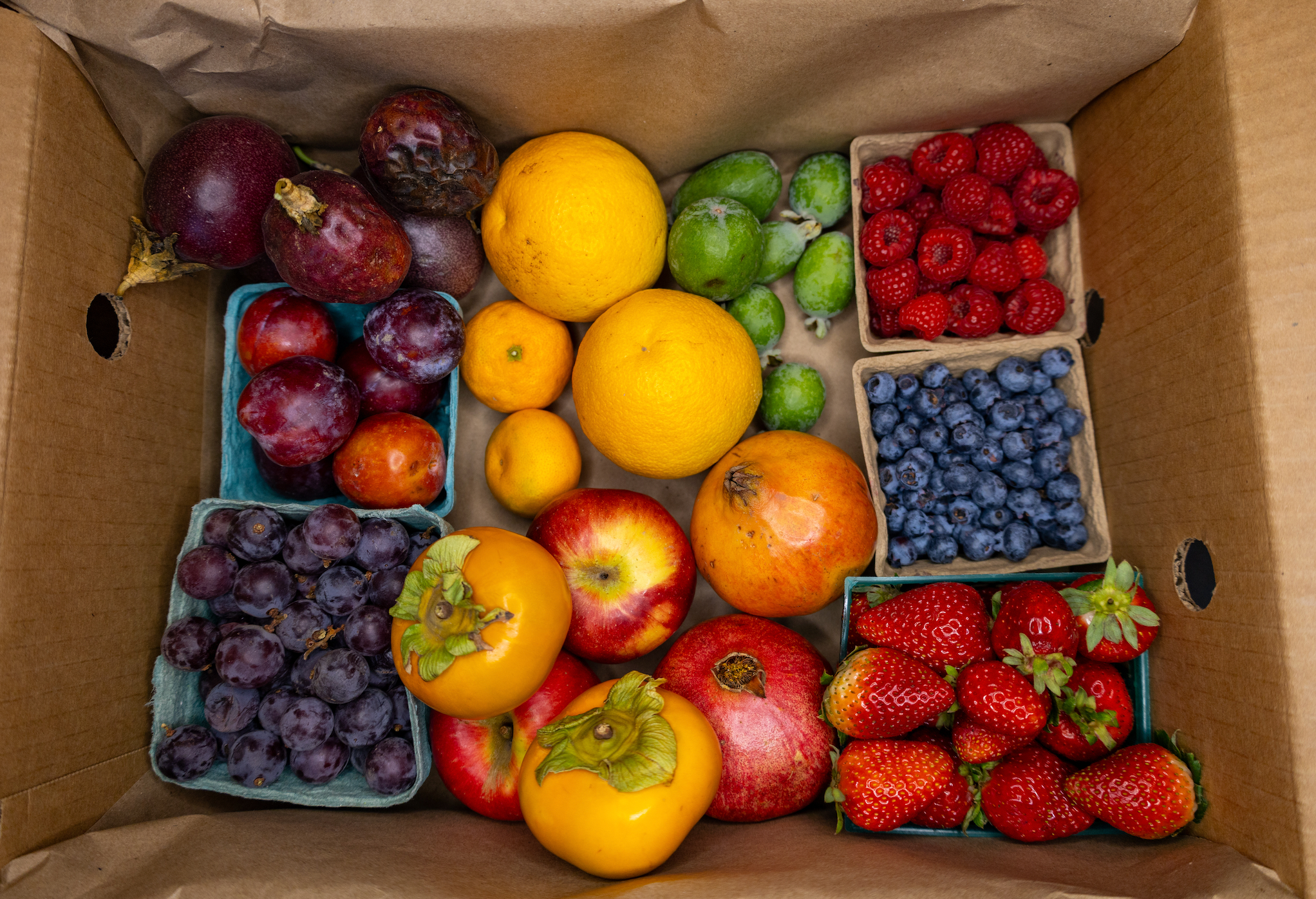 Fruit Box - Assorted