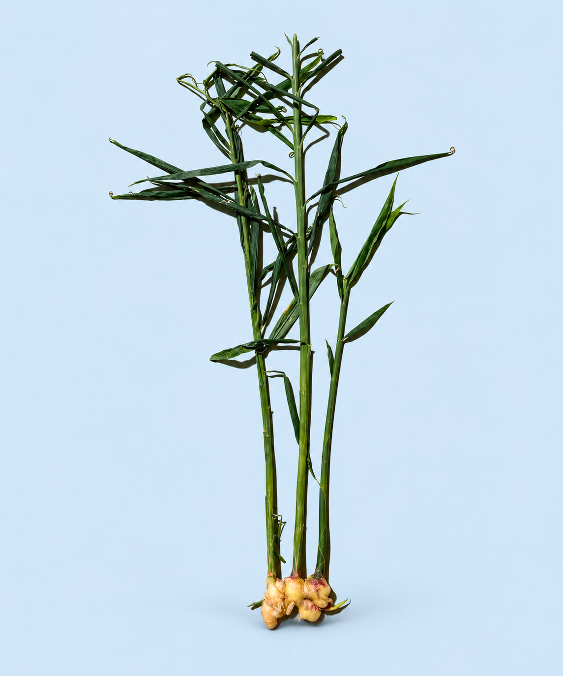 Whole local young ginger plant with green stalks and leaves attached