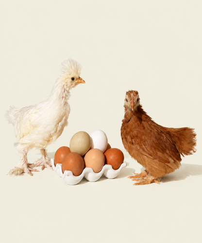 Local Heirloom Eggs (12)