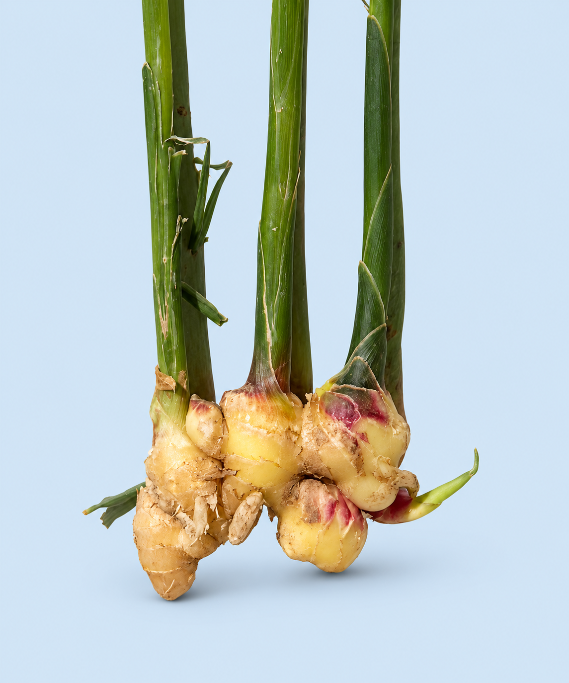 Close-up of local young ginger root with pink tips and green shoots, Market Mama Los Angeles