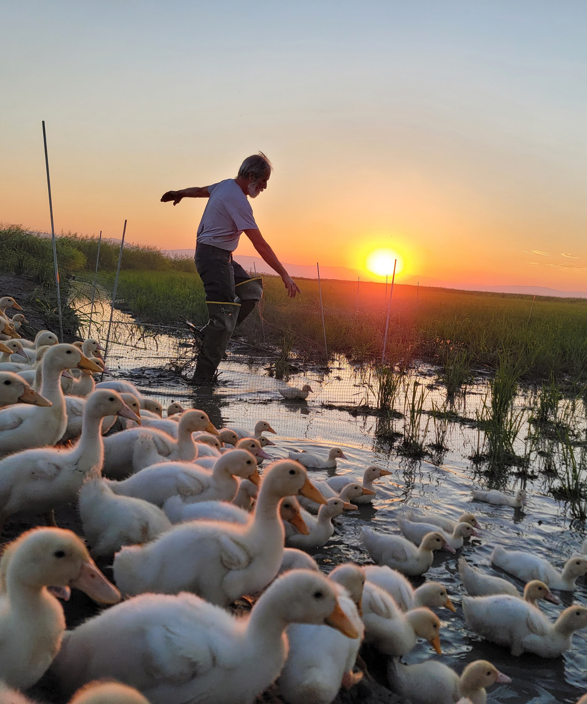 Lopes Family Farms farmer with ducks in regenerative California rice fields